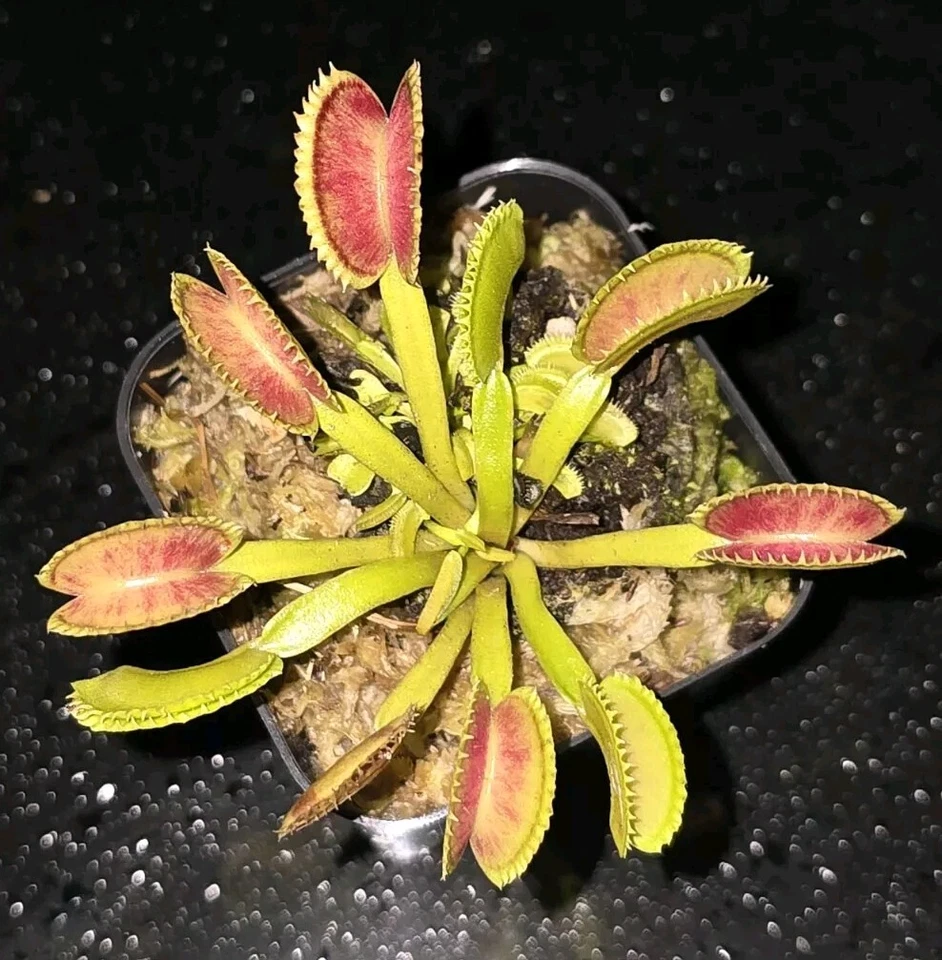 Venus Flytrap Compre 1 y obtenga 1 gratis Dos razas diferentes insectos comer flores trampa para moscas Foto 2 de 3