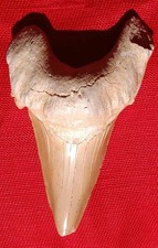  Megalodon Sharks Tooth Fossil 2.2" Great Mocha Color.