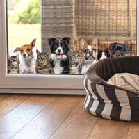 Fenster Aufkleber Katze Hunde Fenstersticker Doppelseitig Fensterfolie Glas Deko