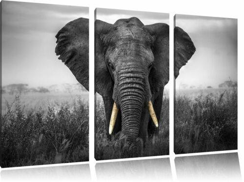 prachtvoller Elefant schwarz/weiß auf 3-Teiler Leinwandbild Wanddeko Kunstdruck - Bild 1 von 5