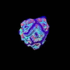 WYSIWYG Rainbow Wilsoni – Live LPS Coral for Reef Aquarium