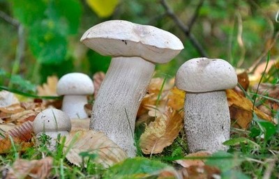 Leccinum percandidum White-Capped Bolete Dry Grain Mycelium Worldwide Ship 163