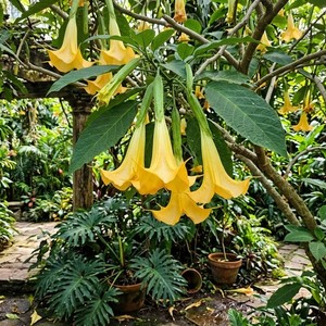 Plants Datura | eBay