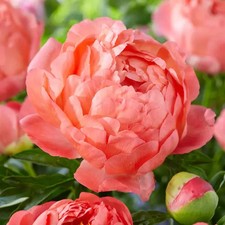 2/3 Eyes, Coral Sunset Peony Flower Bulbs Bare Roots (Bag of 3)