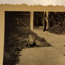 WWII U.S. ARMY GI Photo Original - C. 1940-45 - Snapshot of Dog,Villa
