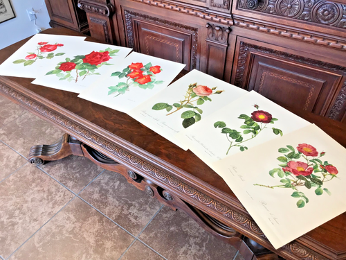 Vintage SPECIMEN BOTANICAL ROSE PRINTS ~ 3 by Johanna PRINS, 3 by REMOND France - Picture 2 of 12