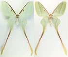MOUNTED SPREAD BUTTERFLY - Actias dubernardi, FEM, Vietnam