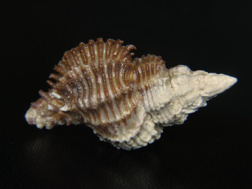 MUREX  "MURICOPSIS" OCTOGONUS:NZ MUSEUM GRADE LARGE GIANT @ 42.12MM FROM 1937!