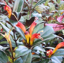 Live Black Pagoda Lipstick Plant, 3" Pot, Trailing Houseplant
