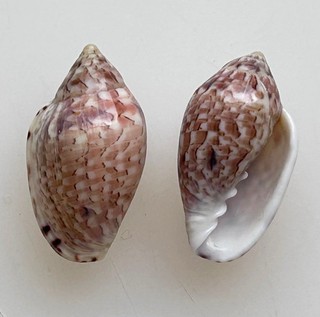 Conchiglia Shell : marginella rosea set 2