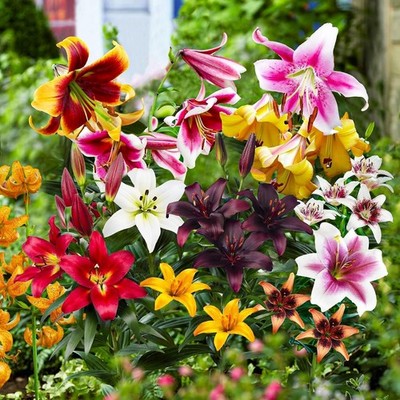 Lilien Zwiebeln Winterhart - All Summer - 50 Stück - Mehrfarbig - Blumenzwiebeln