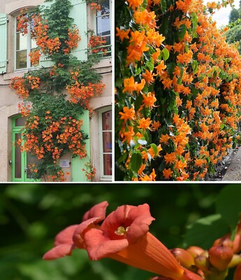 Trumpet Vine | Campsis Radicans | 50+ seeds | Vigorous Climber Same Day  Dispatch | eBay