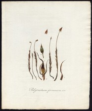 Antique Print-HAIRCAP MOSS-POLYTRICHASTRUM FORMOSUM-634-Flora Batava-Sepp-1800
