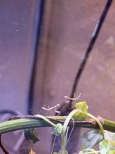 2 Chinese Praying Mantids L2 Nymph – Live Pet – Healthy, Feeding, Easy to Raise 