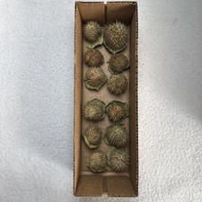 Datura inoxia Seed Pods Lot of 12 Closed Capsules Moonflower Thornapple Organic