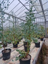 Eucalyptus urnigera, Urn Gum Plant in  a 5 Litre Pot