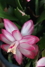  3× bożonarodzeniowe kaktusy rzadkie piękne sadzonki Schlumbergera Truncata 