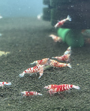 10+1 Red Fancy Tiger Caridina Shrimp (Live Guarantee Arrival)