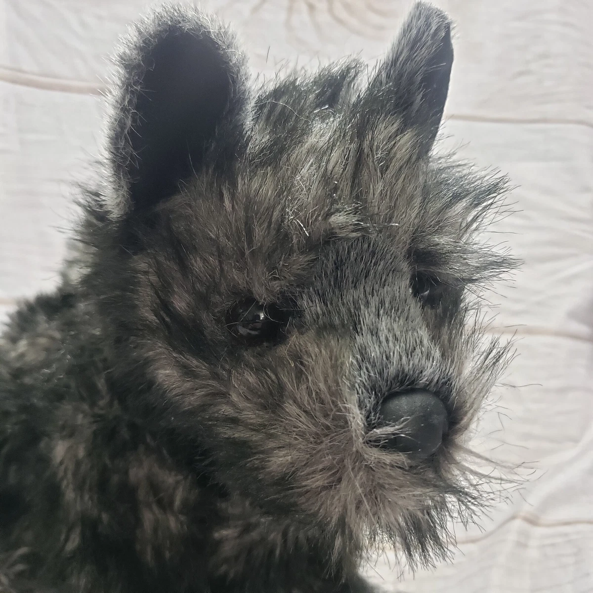Toy top cairn terrier