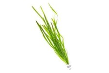 Live Italian Vallisneria Buy 3 Plants, Save Freshwater Aquarium Plant