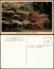 Ansichtskarte  Pink and White Dogwood in Full Bloom, Fauna USA 1950