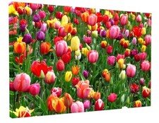 STUNNING SPRING TULIP FLOWERS CANVAS PICTURE WALL ART 
