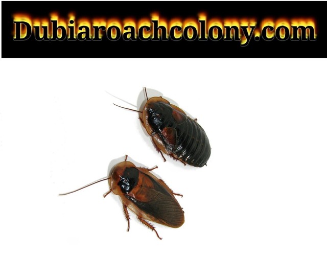 Adult Dubia Roaches 20 Females For Sale Online Ebay