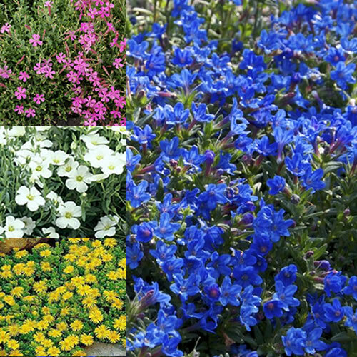 24 X MIXED ALPINES 6 VARIETIES COLOURFUL LARGE FLOWERING PERENNIAL POTTED PLANTS