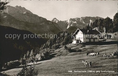 Partnachalm against three-gate tip cattle pasture cows