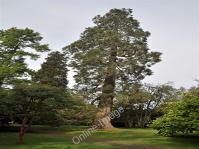 Photo 6x4 A giant among trees - Gelli Aur Country Park Golden Grove/SN58 c2009