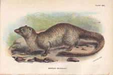 1896 EGYPTIAN MONGOOSE ICHNEUMON Print - Art - Antique Print - 7.2 x 4.7 Inches