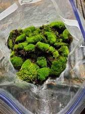 Live Fairy Garden Moss For Terrarium Or Vivarium 6 9 Ziplock Fresh Green Moist