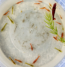 20 Mix Color Neocaridina-LIVE FRESHWATER SHRIMP young-adult Aquarium Cleaners