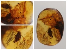 100 MILL. YEARS OLD BURMITE AMBER WITH INSECT & WING (ABR12/96)