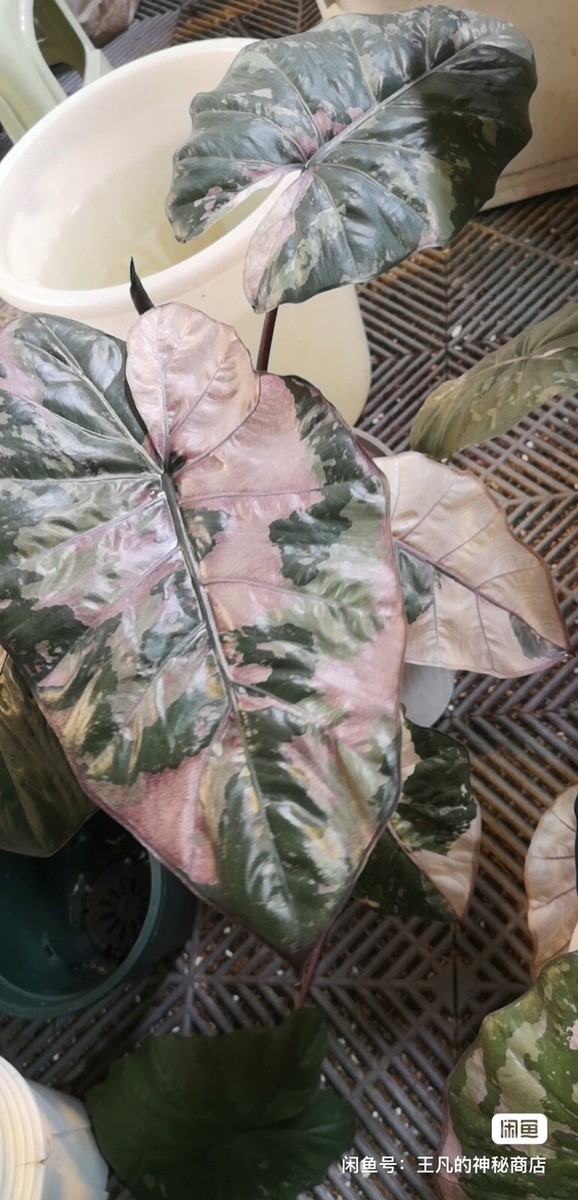 February 3 ,2025 New.Alocasia Serendipity Pink variegated active