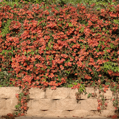 BIGNONIA "TANGERINE BEAUTY" CROSSVINE*Rooted Starter Plant**ATTRACTS BUTTERFLIES - Picture 12 of 12