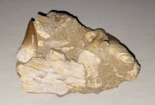 Exceptional Prognathodon anceps Mosasaur Jaw in Original Matrix Prehistoric Reli