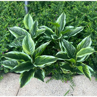 4 Perennial Hosta Faux Plants - Variegated Green Leaves, 15.7'' Tropical Decor, I