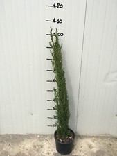 Cupressus Sempervirens Totem (Cipresso) cipresso H 60cm vaso 18cm