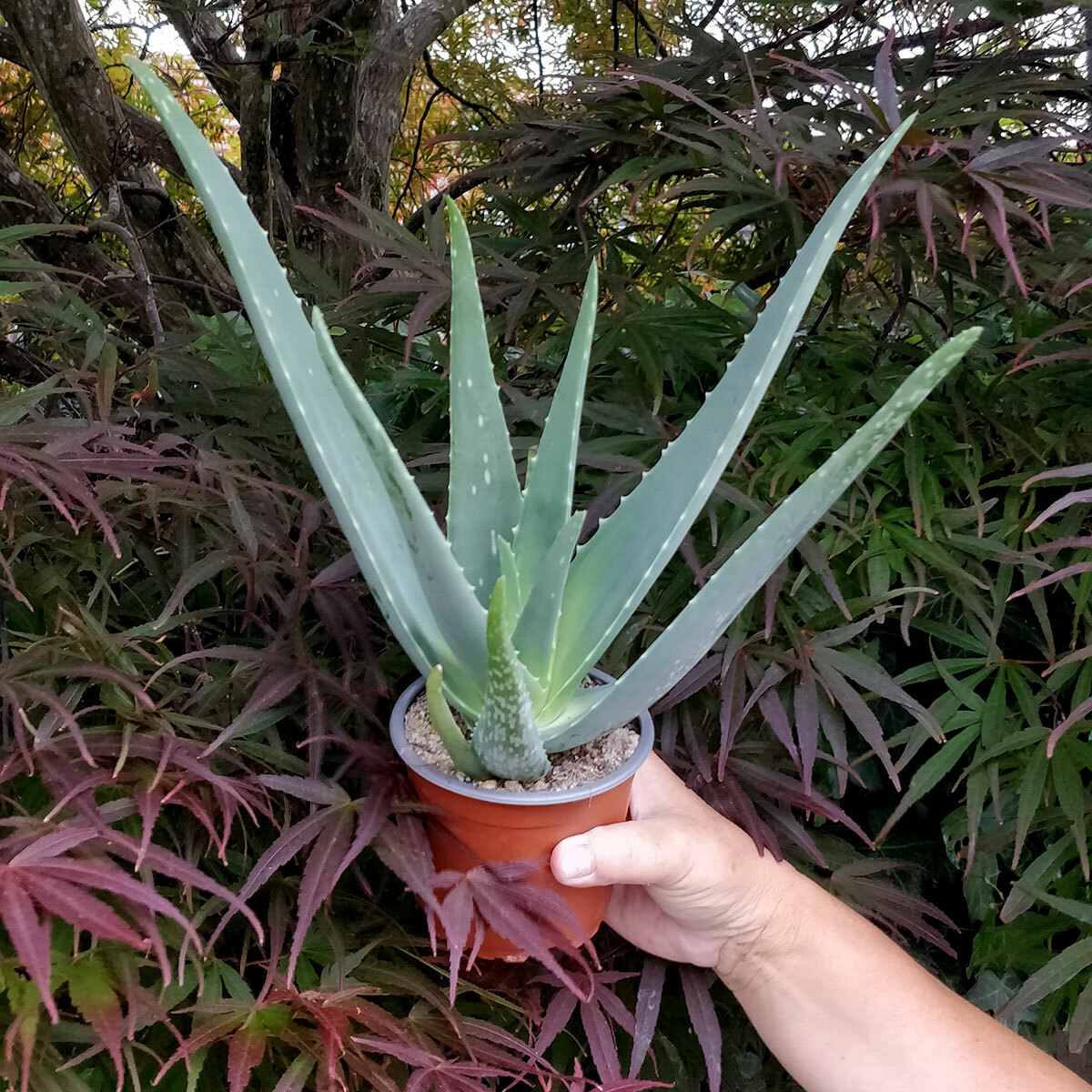 Large Aloe succulent Aloe Vera Barbadensis | 30cm tall 10cm pot | eBay