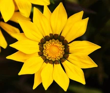 GAZANIA GARDEN LEADER YELLOW Gazania Rigens - 100 Bulk Seeds