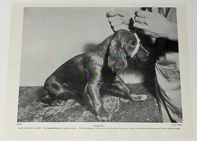 SPANIEL mit Maulkorb Hunderasse - 30er Jahre VINTAGE BUCHILLUSTRATION