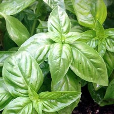 1000 Italian Large Leaf Basil Seeds