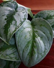 Rare Scindapsus sp Silver Knight 9" Tall not Monstera Philodendron Anthurium