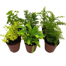 Fern Variety Assortment, 6 Different Fern Plants, in 2 inch