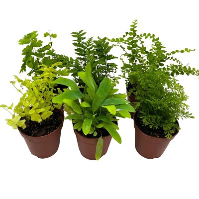 Fern Variety Assortment, 6 Different Fern Plants, in 2 inch pots, Super Cute, Be