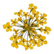 24 St&uuml;ck getrocknete Bl&uuml;ten f&uuml;r DIY, Dunkelgelb