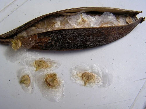 Spathodea Campanulata African Tulip Flowering Tree 1000 Seeds - Image 4 of 4