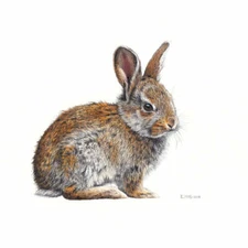 Baby Rabbit 2 by Esther van Hulsen Forest Wildlife Nature Fine Art Print 13x19