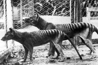 Ausgestorbenes Tier Der Tasmanische Tiger um 1930 4x6 Foto